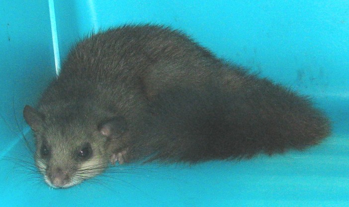 Enpa: un ghiro insonne a spasso per Corso Vittorio Veneto