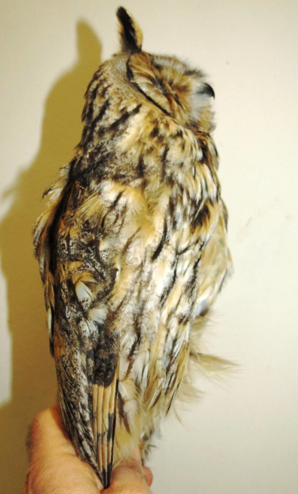 Magliolo, muore un altro rapace nonostante intervento dell'Enpa:"Nel 2014 soccorsi duemila animali selvatici" Magliolo, muore un altro rapace nonostante intervento dell'Enpa:"Nel 2014 soccorsi duemila animali selvatici"