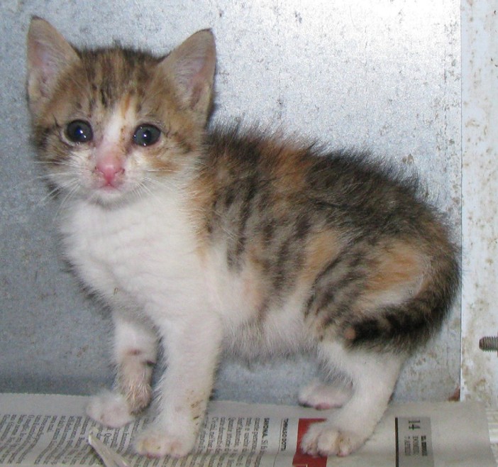 Il gattino abbandonato