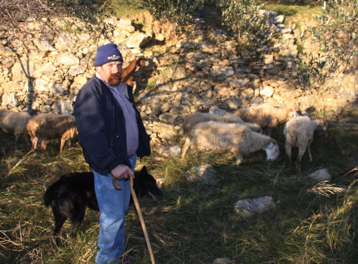 Albenga: lupi divorano un gregge, prelevate le carcasse per essere analizzate