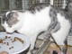 "Chi ha smarrito questo gattone?" Enpa cerca il proprietario