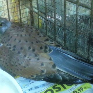 Fuochi artificiali, Enpa: "Mietono vittime tra gli animali"