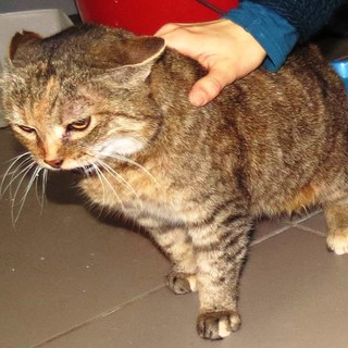 Millesimo, gatta adulta cerca una nuova casa