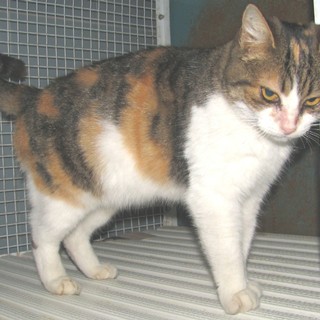 Gatta abbandonata in autostrada: soccorsa dall'Enpa