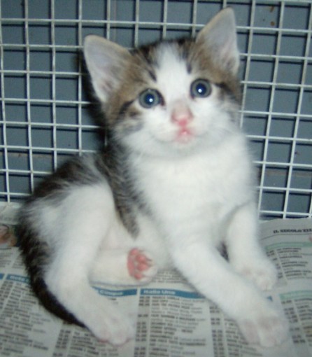 Albenga: una cena per i gattini bisognosi Albenga: una cena per i gattini bisognosi