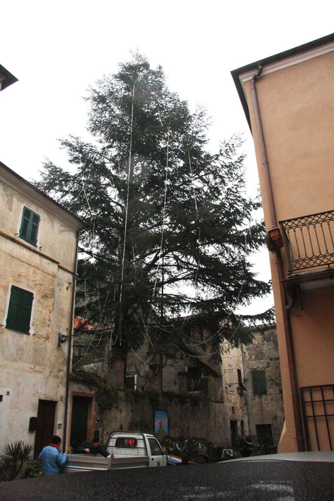 Zuccarello: ecco l'albero di Natale tra i più alti d'Italia Zuccarello: ecco l'albero di Natale tra i più alti d'Italia