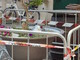 La gabbianella cova nella piazzetta: la scena insolita e tenera a Laigueglia La gabbianella cova nella piazzetta: la scena insolita e tenera a Laigueglia