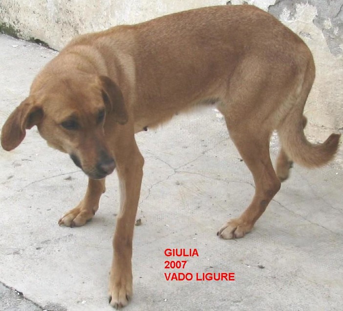 Savona: al via il 22° concorso dell'Enpa "Cane Fantasia"