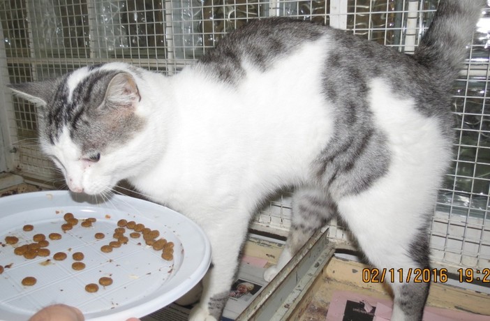 "Chi ha smarrito questo gattone?" Enpa cerca il proprietario "Chi ha smarrito questo gattone?" Enpa cerca il proprietario