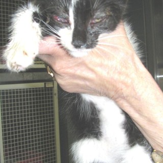 Nuovo abbandono: un gattino malato sulle alture di Savona