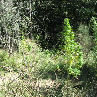 Garlenda: scoperta una piantagione di marijuana a pochi passi dal Golf Club