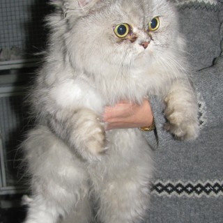 Gatto persiano trovato da una pendolare in stazione a Savona, consegnato all'Enpa