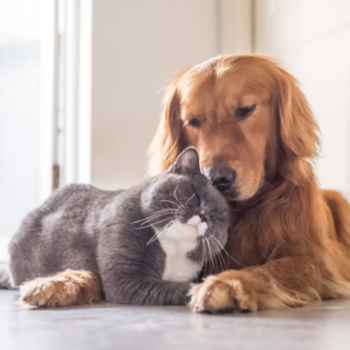 Enpa fa il bilancio dell'anno appena passato: 2352 animali salvati tra selvatici, esotici, cani e gatti