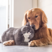 Enpa fa il bilancio dell'anno appena passato: 2352 animali salvati tra selvatici, esotici, cani e gatti