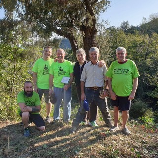 Gli "Amici del Carmo" ripuliscono l'albero monumentale di Verzi di Loano