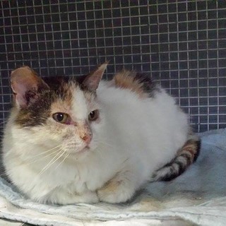 Adozione del cuore a Varazze: gatto con dermatite allergica cerca una nuova casa