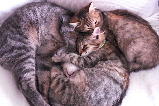 Enpa: "Una ventina di animali “vittime” nei giorni scorsi di uno "sfratto esecutivo" a Savona"