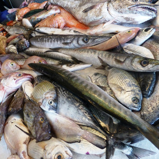 Spotorno, pesce fresco 'a km 0' sul terzo molo