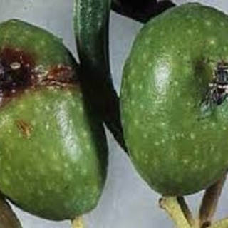Olivicoltura: tre giovani piemontesi propongono una nuova formulazione contro la mosca dell’olivo Olivicoltura: tre giovani piemontesi propongono una nuova formulazione contro la mosca dell’olivo