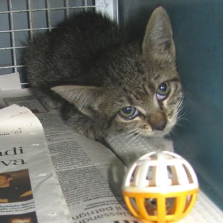 Savona, tritatura sfiorata per un micino che dormiva nel motore di un auto: salvato dall'Enpa