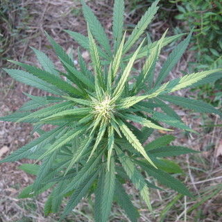 Altra marijuana "sprecata" e i prezzi restano alti