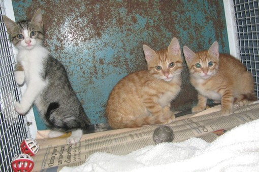 Chi ha abbandonato questi tre bellissimi gattini in via Molinero a Savona?