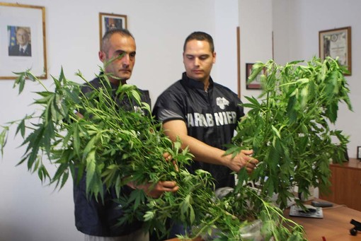 Villanova: scoperta piantagione di marijuana Villanova: scoperta piantagione di marijuana