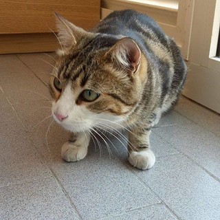 Savona: gatto smarrito, l'Enpa cerca il proprietario