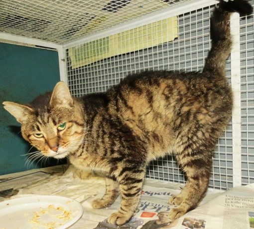 Appello Enpa: chi ha smarrito questo gatto affettuoso?