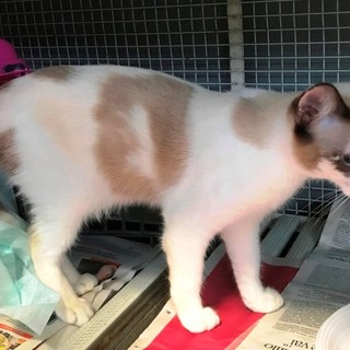 Savona, ritrovata gattina di quattro mesi in via Milano