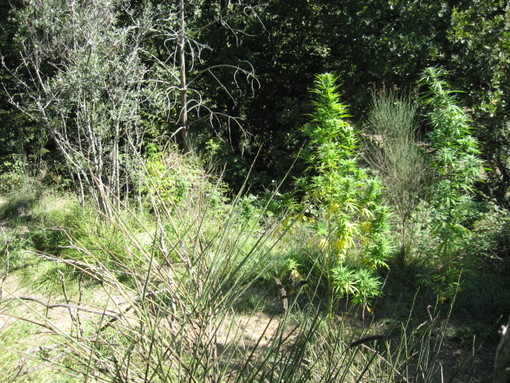 Garlenda: scoperta una piantagione di marijuana a pochi passi dal Golf Club Garlenda: scoperta una piantagione di marijuana a pochi passi dal Golf Club