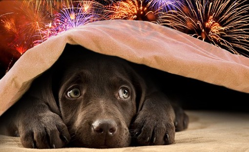 Botti di Capodanno, pericolosi per  ambiente, persone e animali, le guardie WWF Savona: “Sindaci, vietatene l’utilizzo!”