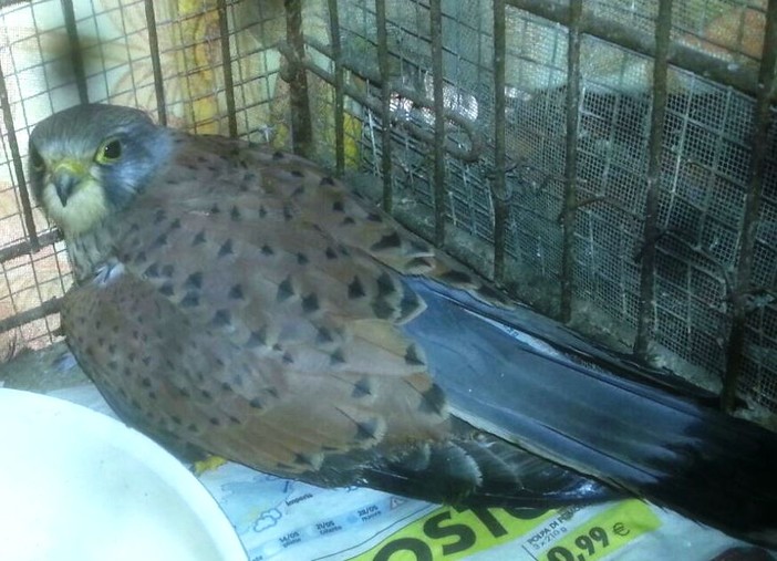 Fuochi artificiali, Enpa: "Mietono vittime tra gli animali" Fuochi artificiali, Enpa: "Mietono vittime tra gli animali"