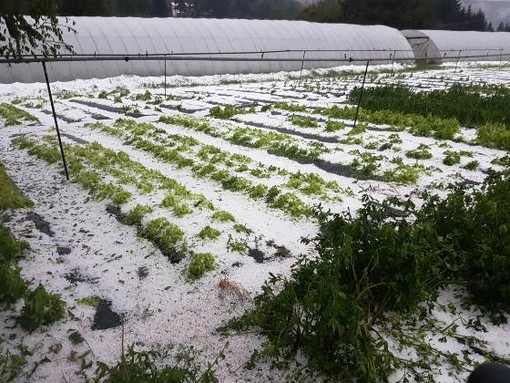 Cia Savona: “Gravi danni al settore agricolo a seguito della grandinata”