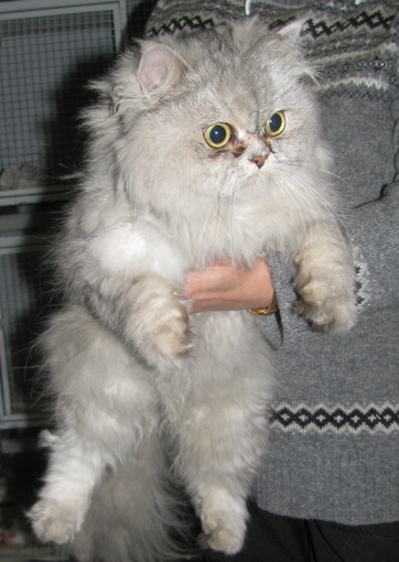 Gatto persiano trovato da una pendolare in stazione a Savona, consegnato all'Enpa