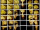 Spotorno: ultima sera per Immaginaria tra arte e musica