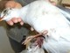 Savona: continua la moria di animali alla foce del Letimbro Savona: continua la moria di animali alla foce del Letimbro