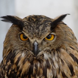 Come fosse a casa sua (e giù milioni)