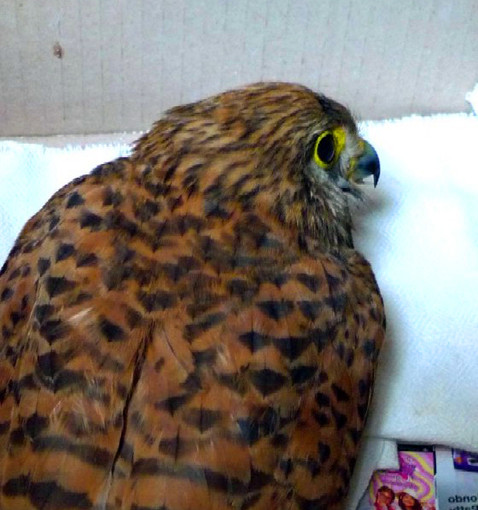 Il Gheppio zoppo salvato dall'ENPA Il Gheppio zoppo salvato dall'ENPA