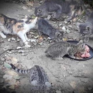 Carcare, gatti abbandonati nella frazione di Vispa. L'Accademia Kronos: "Le nostre richieste di aiuto sono state rifiutate"