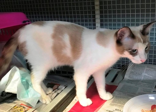 Savona, ritrovata gattina di quattro mesi in via Milano