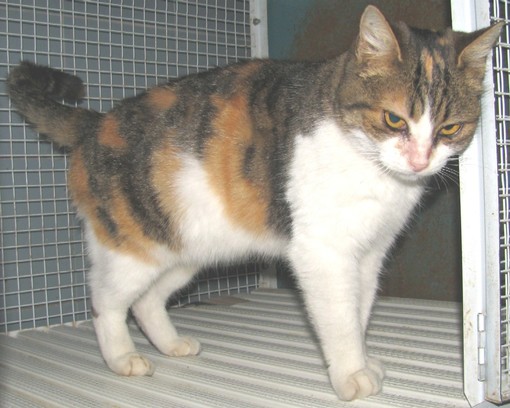 Gatta abbandonata in autostrada: soccorsa dall'Enpa