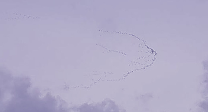 La danza delle gru nei cieli del Finalese (FOTONEWS) La danza delle gru nei cieli del Finalese (FOTONEWS)