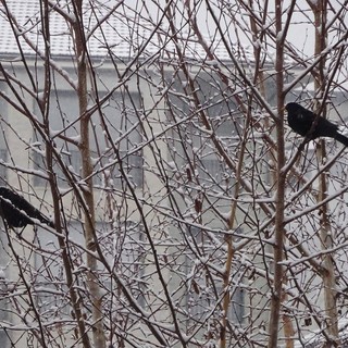 In foto i Giorni della merla che non ci sono più