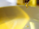Olioliva 2010 celebra l'olio extravergine d'oliva appena franto e compie dieci anni