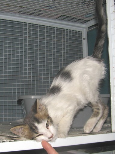 Gattino di pochi mesi abbandonato sull'autostrada, soccorso dall'Enpa Gattino di pochi mesi abbandonato sull'autostrada, soccorso dall'Enpa