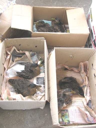 Che cosa uccide i germani a Borghetto Santo Spirito? Che cosa uccide i germani a Borghetto Santo Spirito?