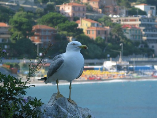 Ancora applausi per Palazzo Nervi. Un lettore: "Eliminerò Savona e provincia dalle mie mete turistiche"