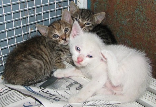 Savona: gattini abbandonati, interviene l'Enpa Savona: gattini abbandonati, interviene l'Enpa