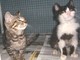 I gattini salvati